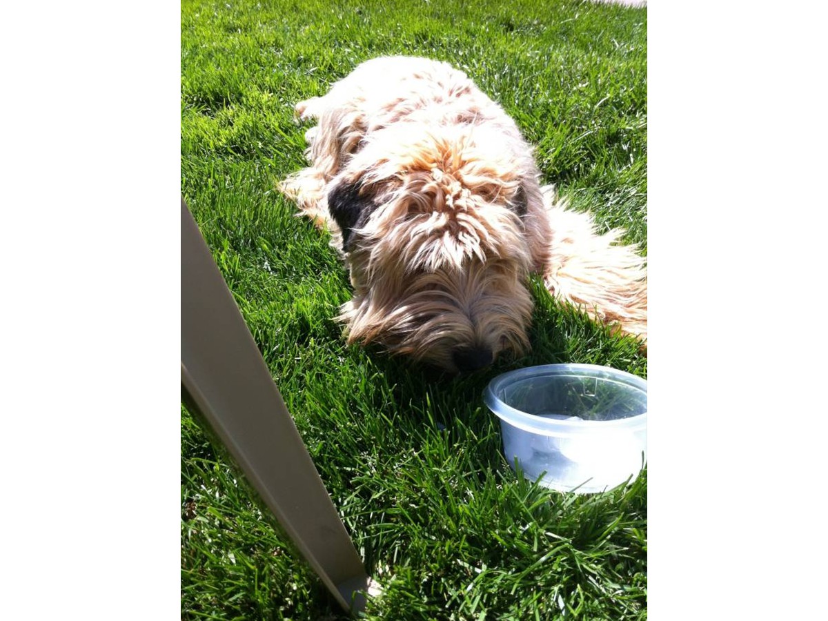 Nothing like some ice cubes on a hot day!